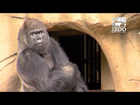 Cincinnati Zoo Welcomes New Gorilla A Year After Harambe Was Killed