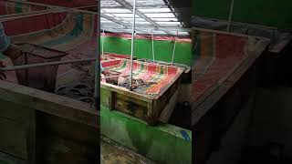 Download lagu Kedatangan si otan nih !!!  #sidatindonesia #otan #trans7 #sidatraksasa #sidat #ikan #mlbb mp3