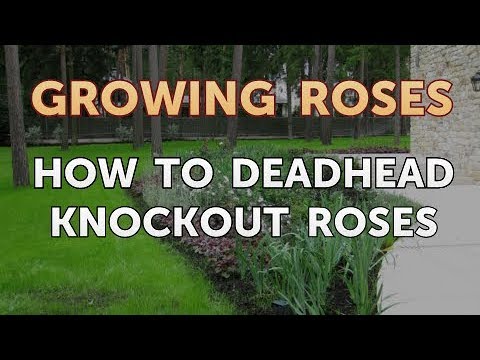 How to Take Care of a Mini Rose Plant