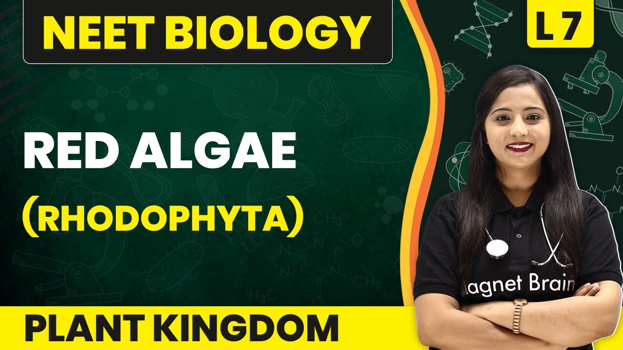 Red Algae - Rhodophyta | Plant Kingdom - L7 (Concepts) | NEET Biology