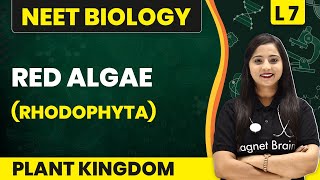 Red Algae - Rhodophyta | Plant Kingdom - L7 (Concepts) | NEET Biology