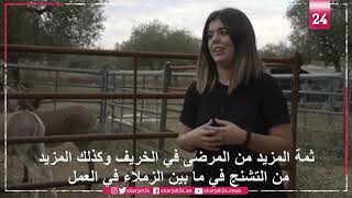 تعتبر الحمير في إسبانيا وسيلة للتعامل مع ضغوط مرض كوفيد -19