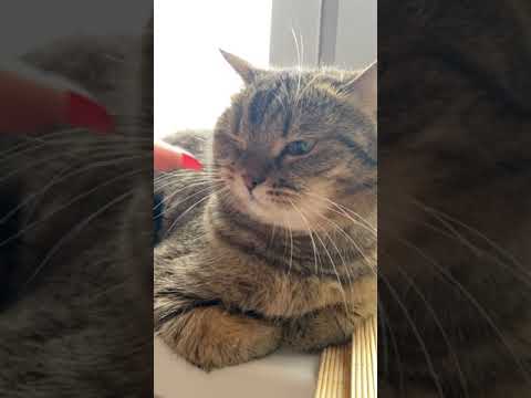 gatinha linda #shorts