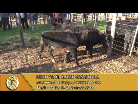 19-06-18 Venta de Machos - Pedro y Raul Alonso Ganados S.A. - Tandil