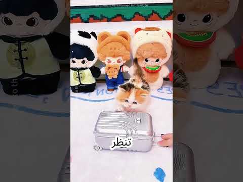 This little kitten had a nightmare#shorts  #shortvideo