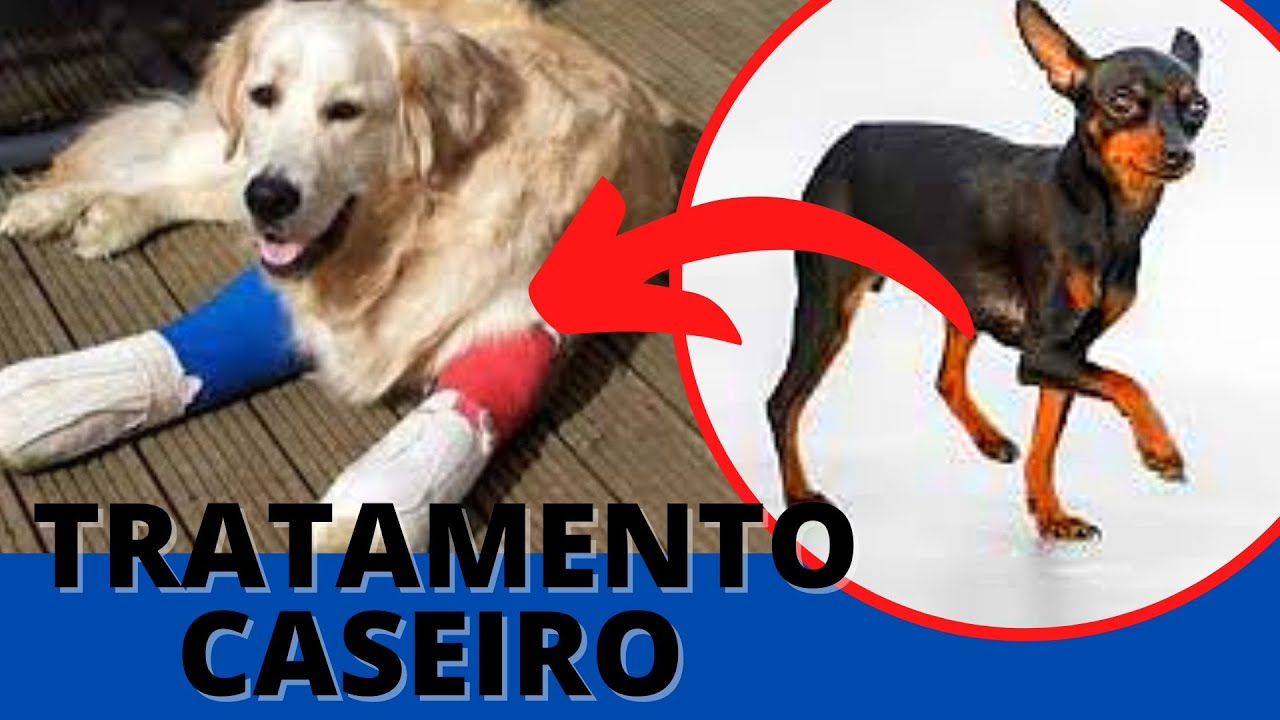 CACHORRO COM FRATURA - PRECISA DE CIRURGIA OU CURA SOZINHO EM CASA COM Tratamento Caseiro - QUEBRADO