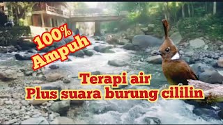 Download lagu Masteran suara burung cililin plus suara air mengalir mp3 Download lagu Masteran suara burung cililin plus suara air mengalir mp3