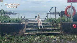 ４日間の台風休み明けにお散歩に行くビーグル犬モモ