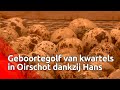 Hans waakt als een broedende kloek over zestig kwarteleitjes