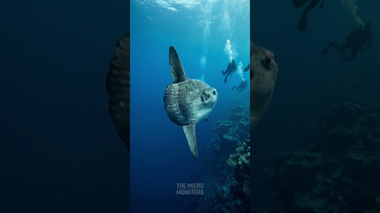 Truly a magnificent creature of the deep