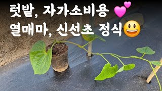 텃밭, 열매마, 신선초 모종정식  / 소꿉장난처럼 이렇게(?) 심었어요