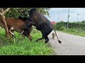Cow Mating Success