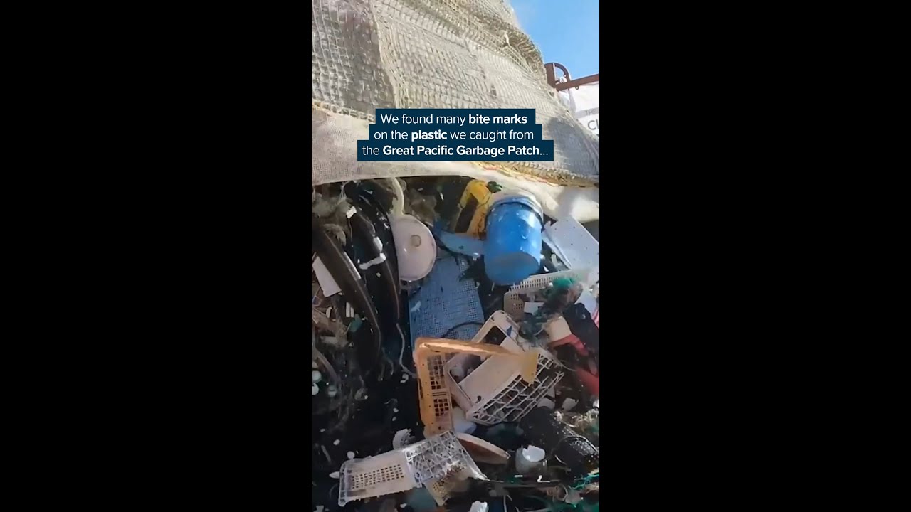 We are studying bite marks on plastic caught from the Great Pacific Garbage Patch