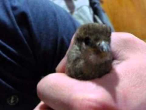 SE LLAMABA CHARLY - SANTA BARBARA.