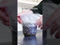 How to make Germinated Seed for Pet Birds