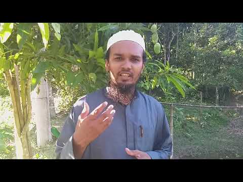 বারি আম ১১ সারা বছর ফল দেয়ঃ অসময়ে ফল ধারণ   BARI Mango 11