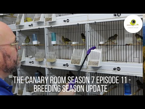 The Canary Room Season 7 Episode 11 - 2024 Breeding Season wind down