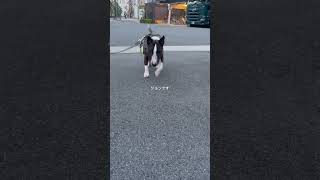 2025.4.29ジョンです#ブルテリア#bullterrier#犬#犬との暮らし#愛犬#dog#老犬#わんこ