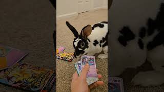 Comment what fruit we should give as a treat to the bunnies! #bunny #pokemon