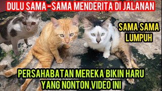 Download lagu The Touching Friendship of a Paralyzed Cat Who Once Suffered on the Street mp3 Download lagu The Touching Friendship of a Paralyzed Cat Who Once Suffered on the Street mp3