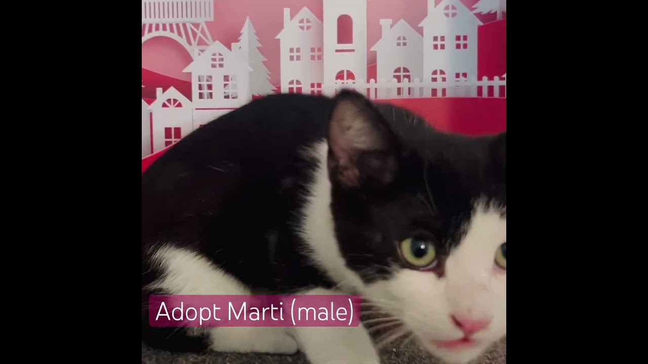 Marti, a ADOPTABLE Tuxedo in Santa Clarita, CA video 2/2