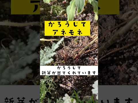 牡丹の栽培 – 花の女王を庭に取り入れる方法  庭園