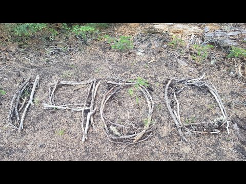 PCT #121MILE 1912 Blueberries - Borůvky