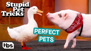 Stupid Pet Tricks Weekly Winners - Part 1 (Mashup) | TBS