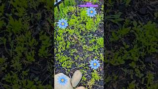 Download lagu Caught the moment a fairy appeared #magic #wildlife #fairy mp3