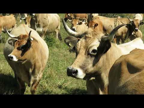 Ishrana goveda u letnjem periodu