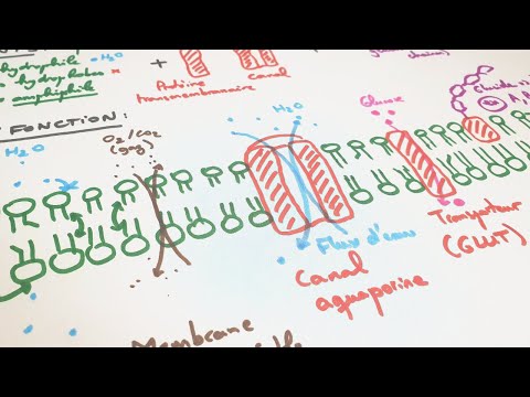 [eSVT] The plasma membrane, structure-function relationship