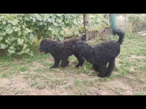 Schwarzer Russischer Terrier Welpe kaufen