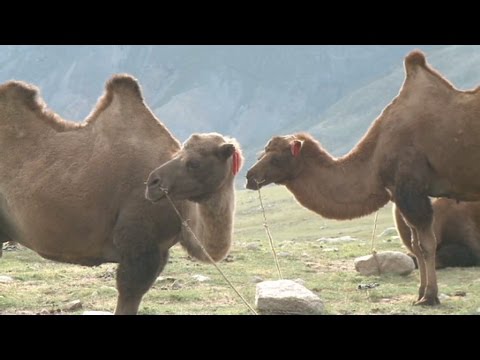 Journey through Mongolia