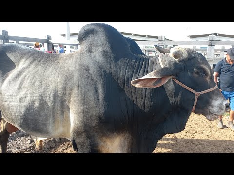 Feira de gado. Só as pareias em Dois Riachos AL 24/04/2024#nordeste