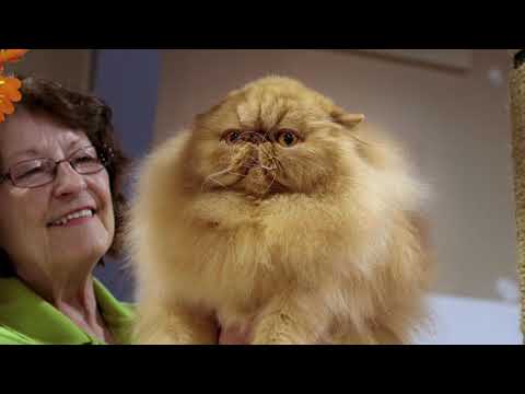 afbeelding Catwalk: Tales from the Cat Show Circuit