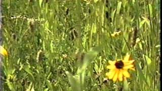 Yellow Rose - The Blues Magoos, 1996 video prod. by Tek