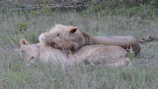 Big cats sleeping