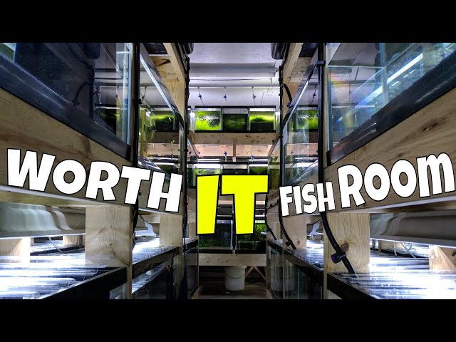 The Amount of Money Spent in this Fish Room is.. Worth It!