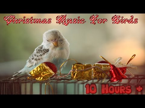 10 Hours+ | Calming Christmas Music For Birds | Budgies | Relaxing Music to Tame your Birds #8