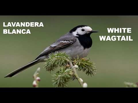 LAVANDERA BLANCA | WHITE WAGTAIL | Motacilla alba
