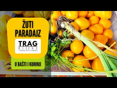 YELLOW TOMATOES IN THE GARDEN AND KITCHEN (2022) [TRACE OF THE PLANT]