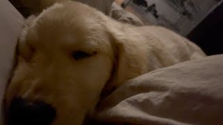 Life is short and ephemeral 【Golden retriever puppy】