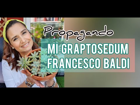 Multiplicando mi Graptosedum Francesco Baldi/Propagación por tallo/Jardín Suculento