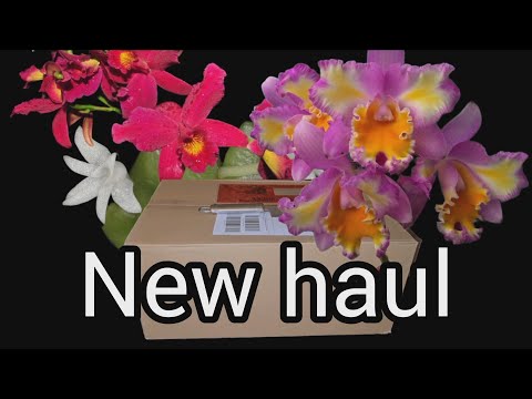 NEW ORCHID HAUL   UNBOXING FROM ORCHIDS AND MORE
