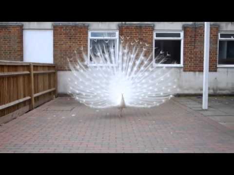 download lagu mp3 mp4 Albino Peacock, download lagu Albino Peacock gratis, unduh video klip Albino Peacock