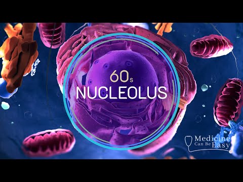 Cell Biology in 60 seconds: Nucleolus