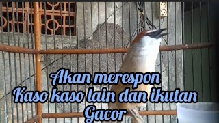 Download lagu kicauan burung kaso kaso gacor memacing yg lain akan ikut bunyi mp3