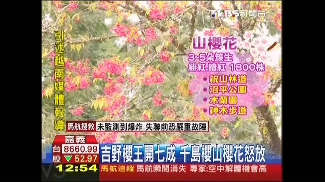 櫻與音對話! 阿里山櫻花季浪漫開鑼