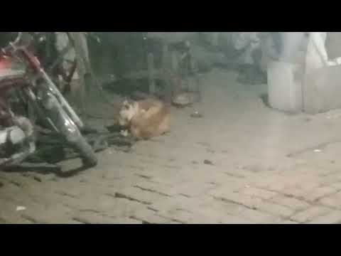 Sleeping  dog | 7 November 2025