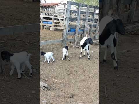 Uma novia de cabra e dois cabritinhos na fazenda Matias, igaracy Paraíba